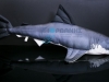 Καρχαρίας Μαξιλάρι